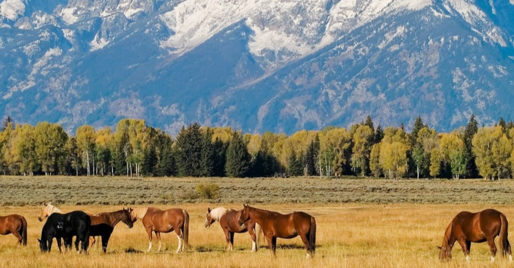 A herd of horses grazing in a field with mountains in the background, split between HD and SD quality.